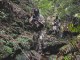 1st SFG(A) Jungle Warfare Exercise